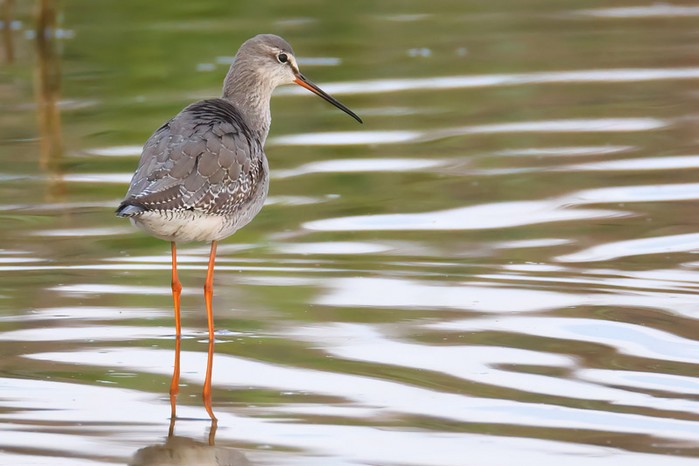 Spotted Redshank