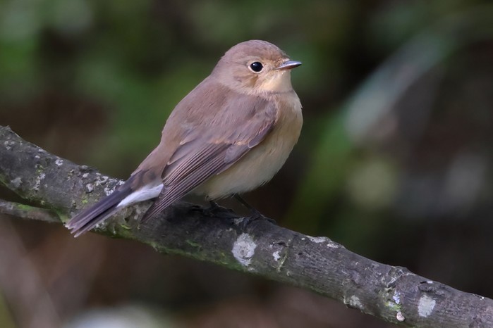 Red-breasted Flycatcher