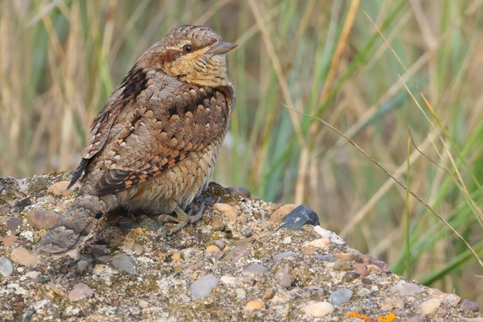Wryneck