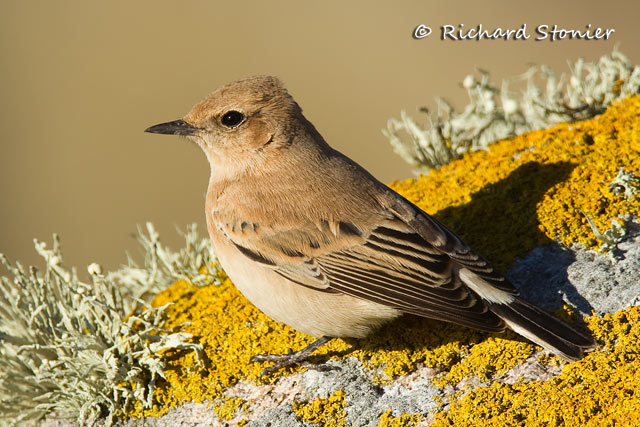 Western Black-eared Wheatear
