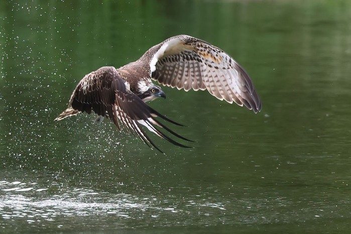 Osprey