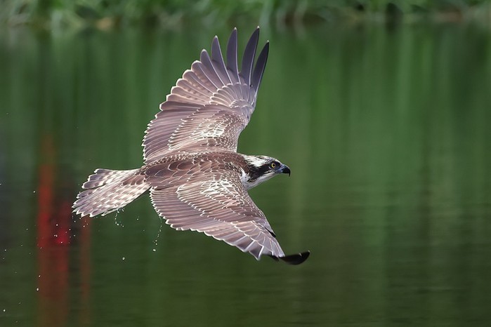 Osprey