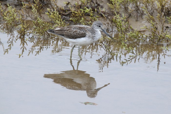 Greenshank