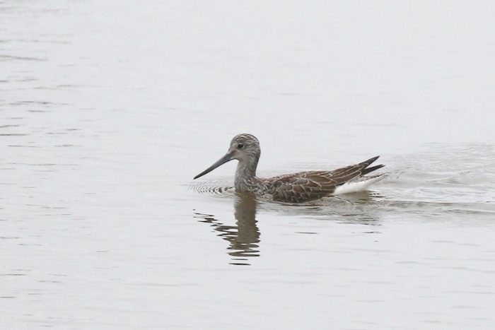 Greenshank