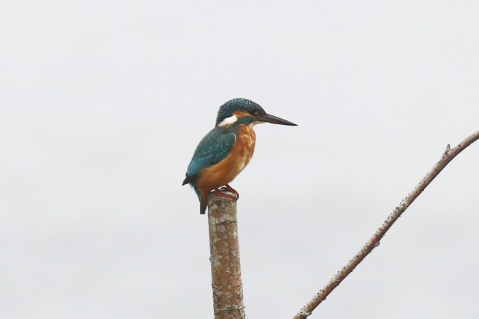 Kingfisher