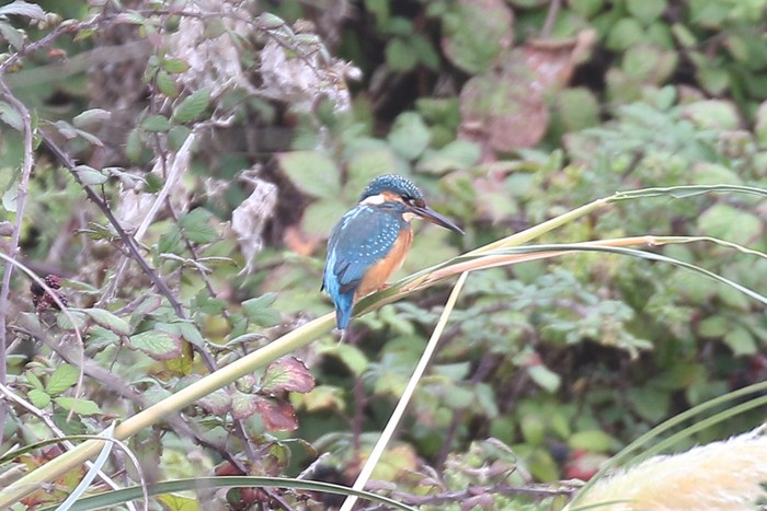 Kingfisher