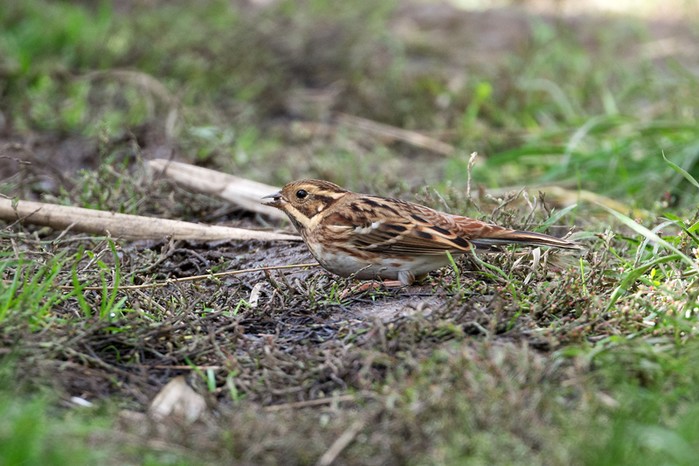 Rustic Bunting