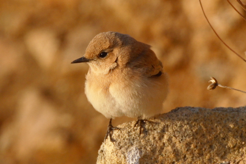 Western Black-eared Wheatear