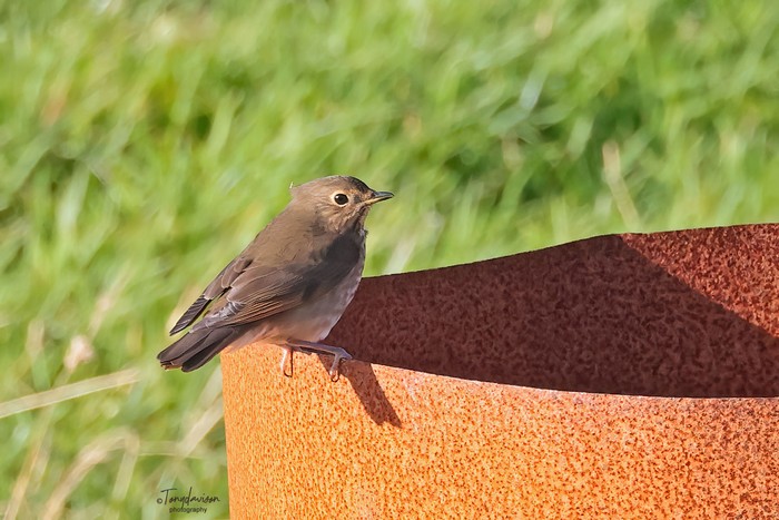 Swainson's Thrush