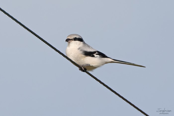 Homeyer's Great Grey Shrike