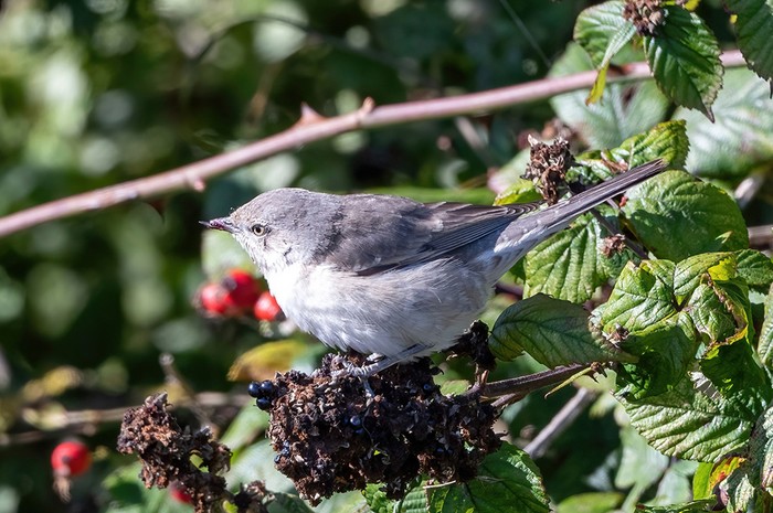 Barred Warbler