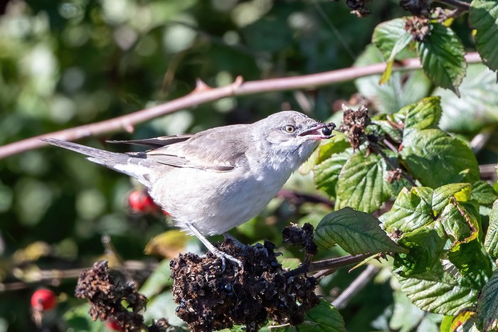Barred Warbler