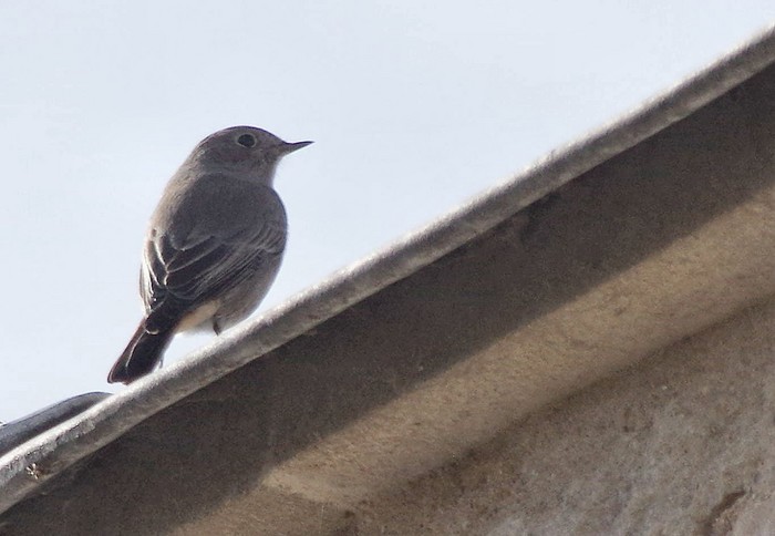 Black Redstart