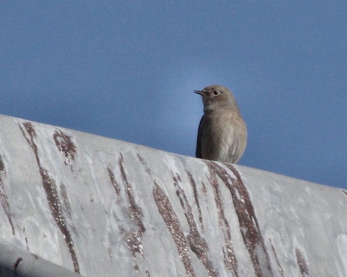 Black Redstart