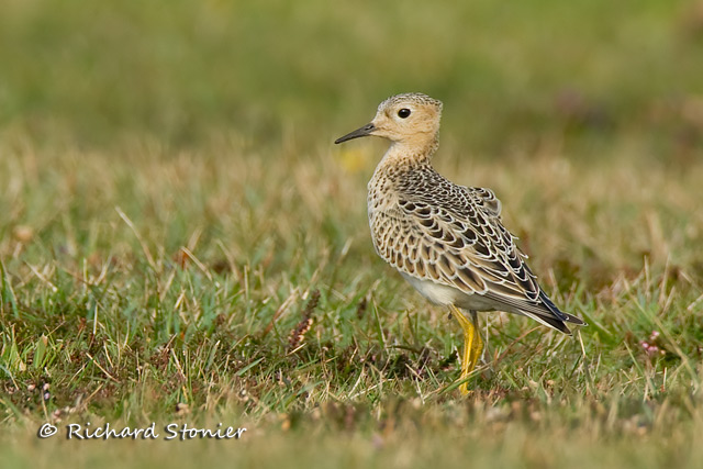 Buff-breasted Sandpiper