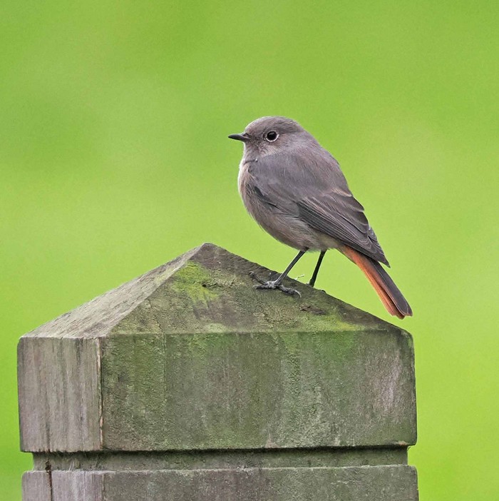 Black Redstart