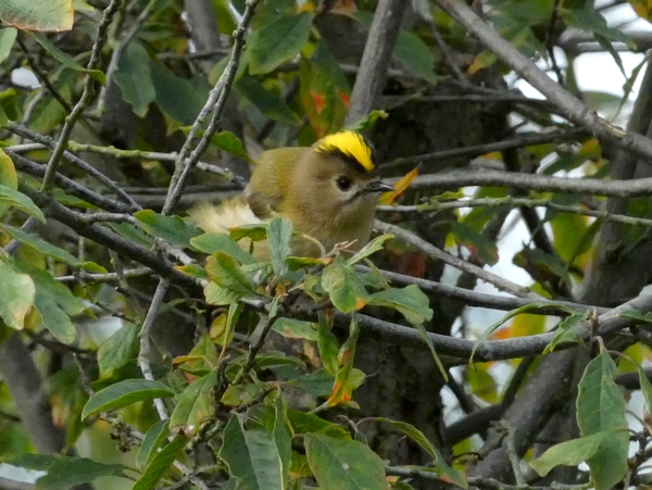 Goldcrest