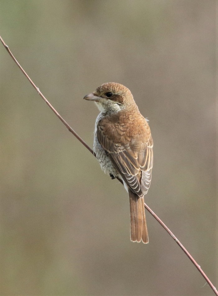 Red-backed Shrike