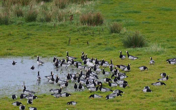 Barnacle Goose