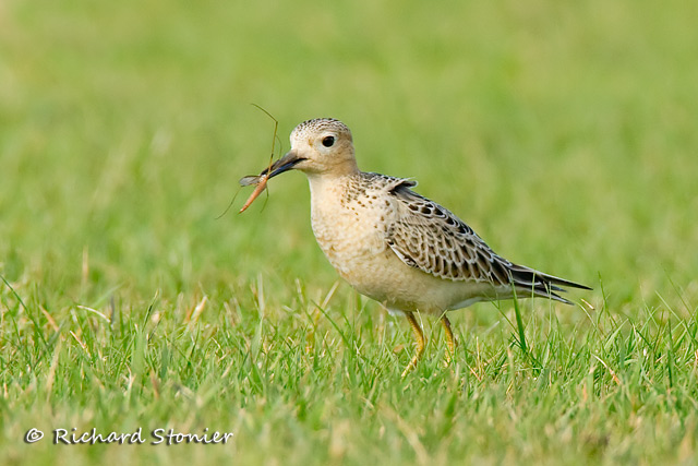 Buff-breasted Sandpiper