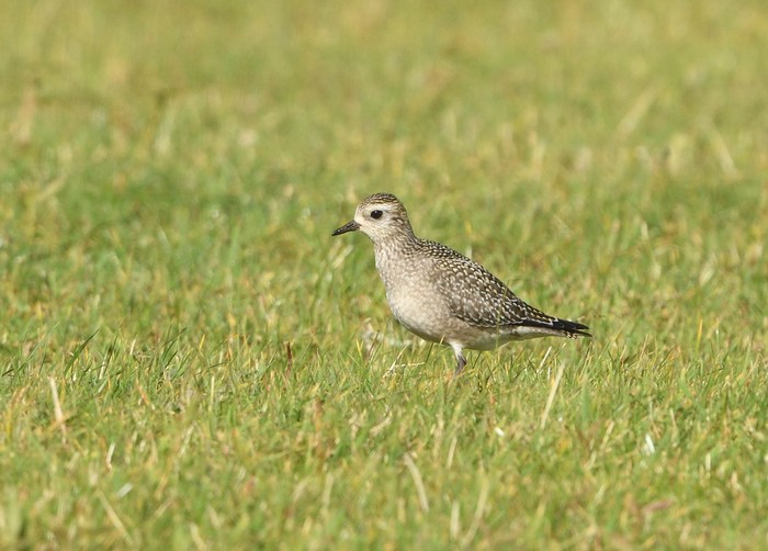 American Golden Plover