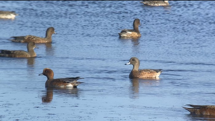 American Wigeon