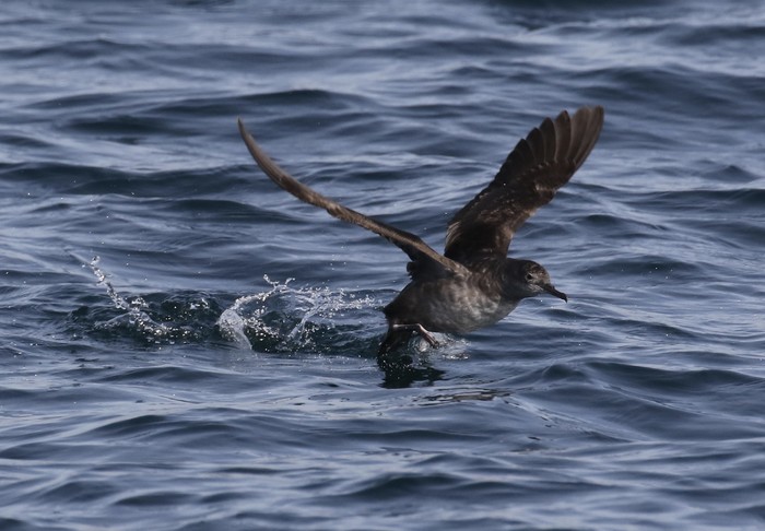 Balearic Shearwater