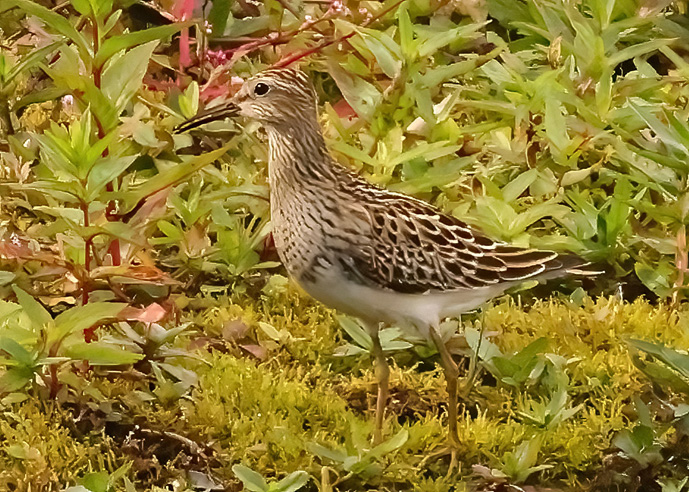 Pectoral Sandpiper