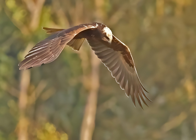 Marsh Harrier