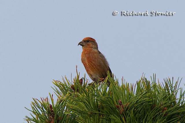 Common Crossbill