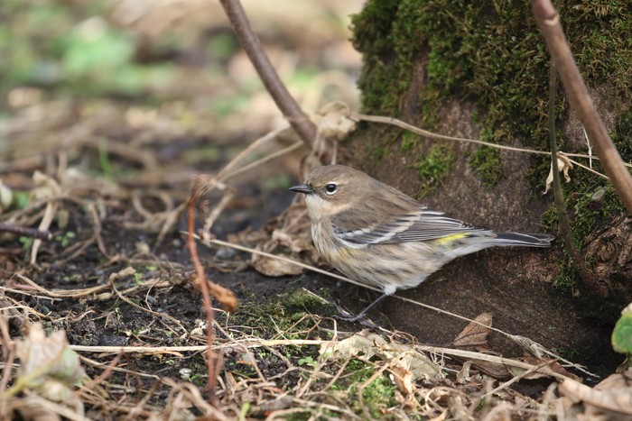 Myrtle Warbler