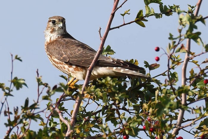 Merlin