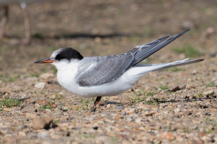 Arctic Tern