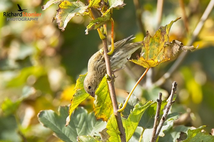Common Rosefinch