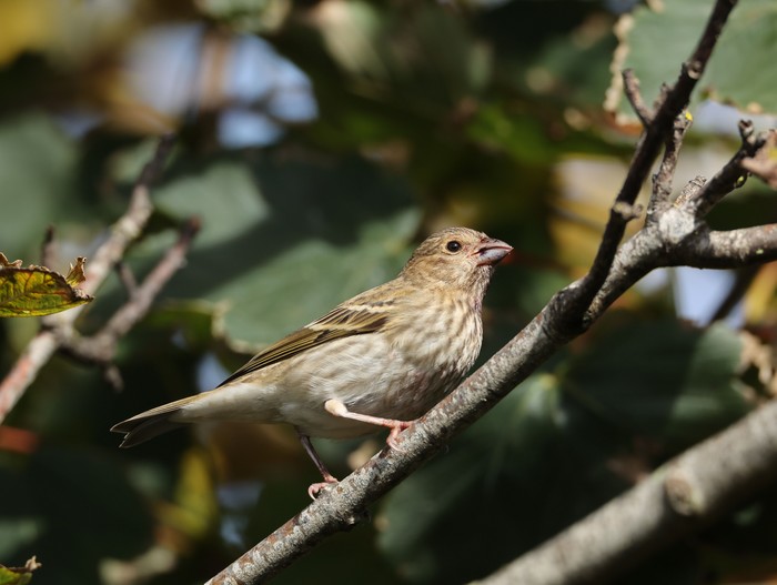Common Rosefinch