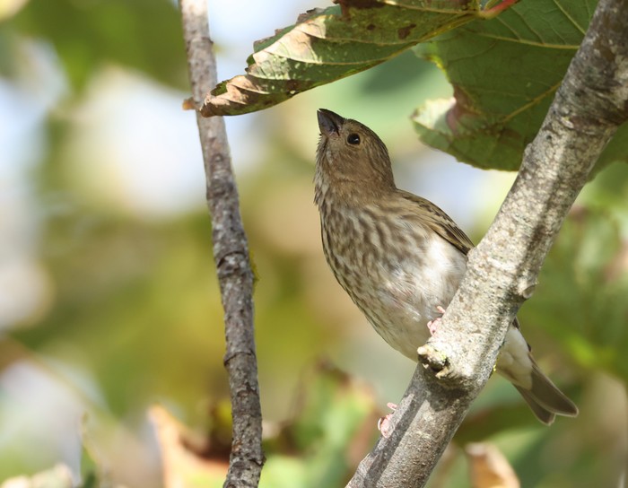 Common Rosefinch
