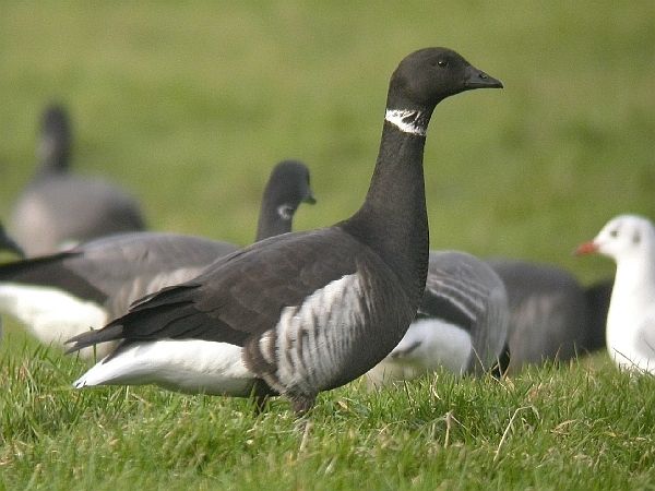 Black Brant