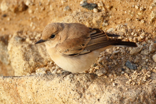 Western Black-eared Wheatear