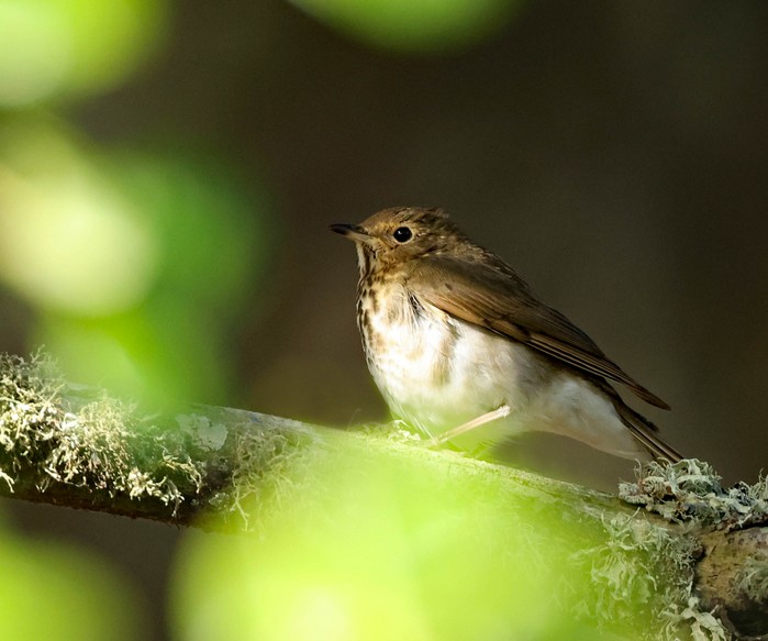 Swainson's Thrush