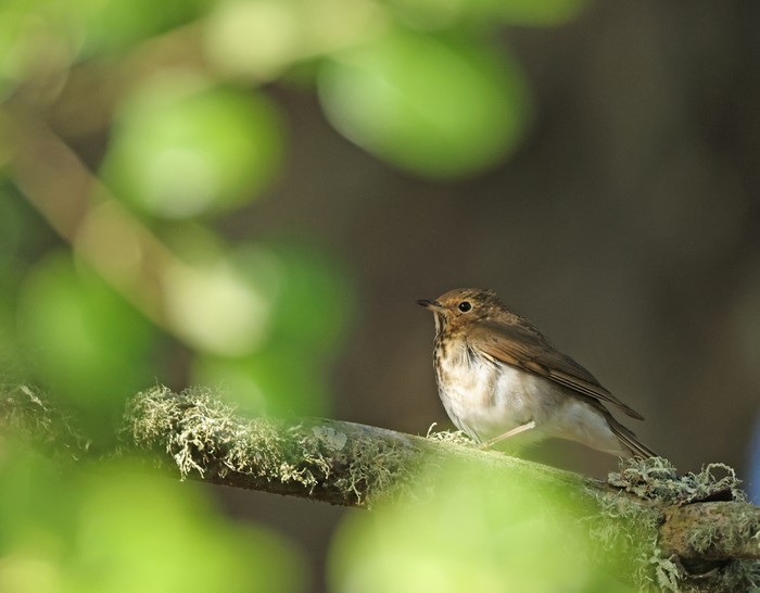 Swainson's Thrush