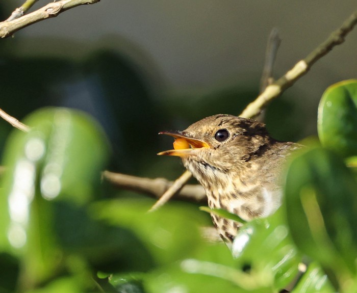 Swainson's Thrush
