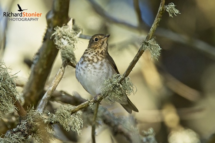 Swainson's Thrush