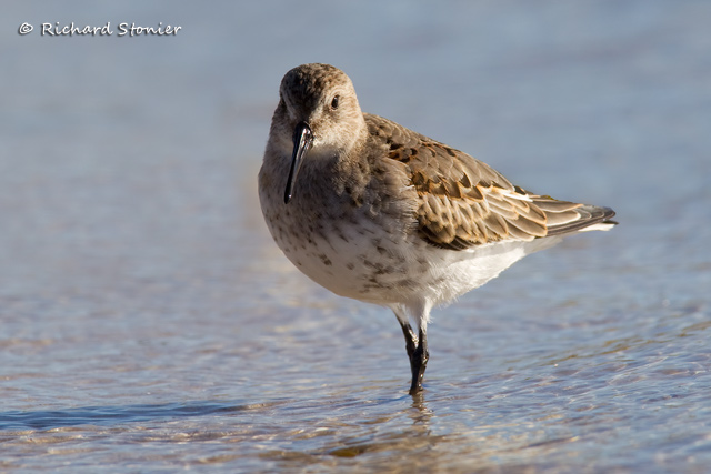 Dunlin