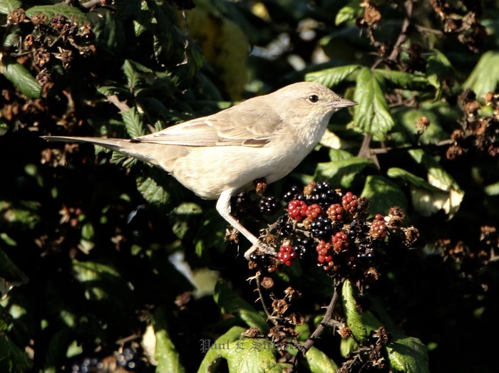 Barred Warbler