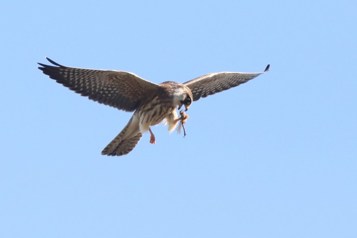 Red-footed Falcon