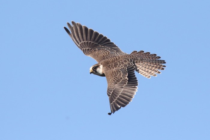 Red-footed Falcon