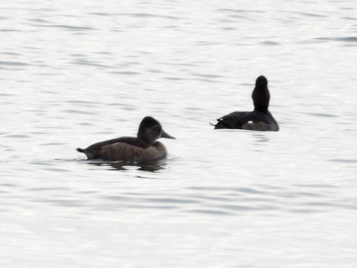 Ring-necked Duck