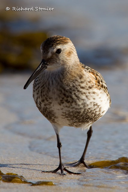 Dunlin