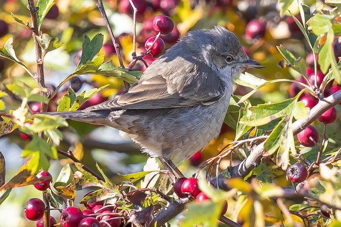 Barred Warbler