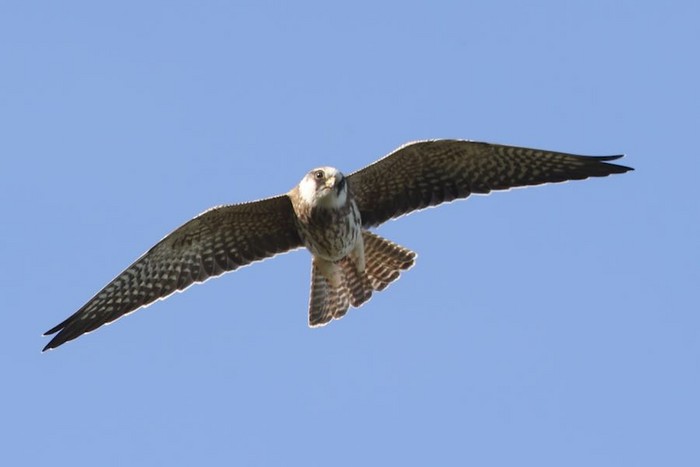 Red-footed Falcon